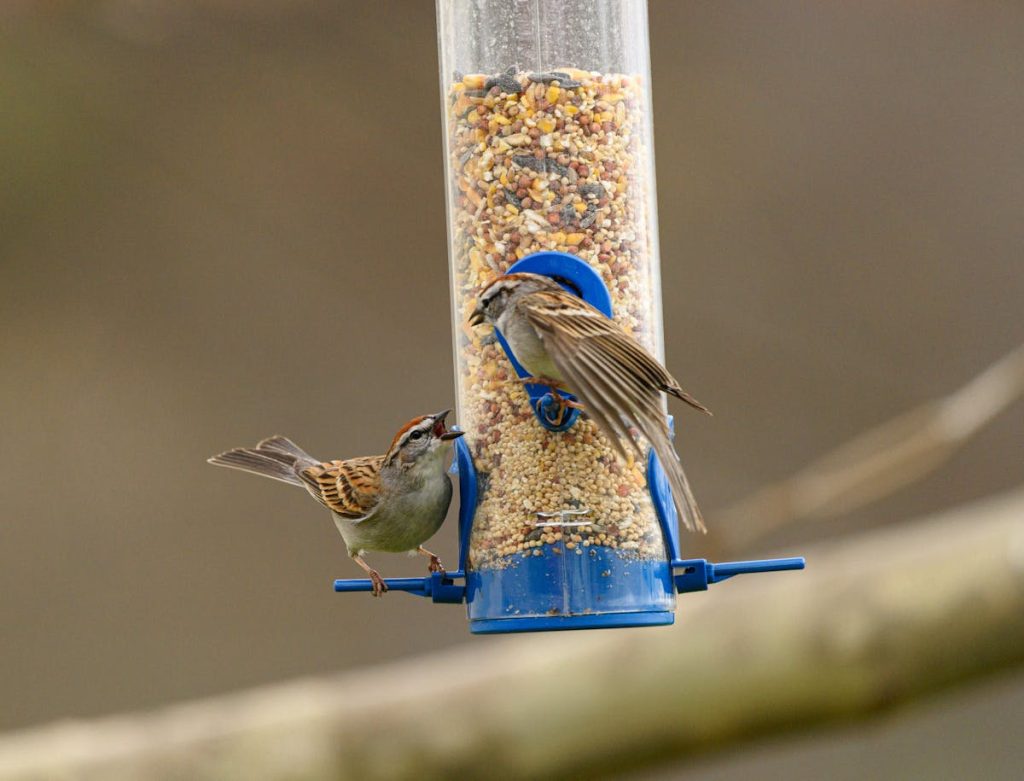 Ants Away From Hummingbird Feeders